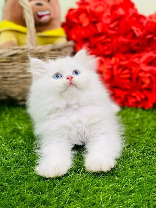 PERSIAN KITTEN FOR SALE ONLY HOME DILVERY 4