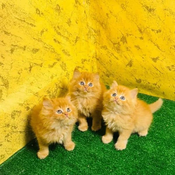 PERSIAN KITTEN FOR SALE ONLY HOME DILVERY 5