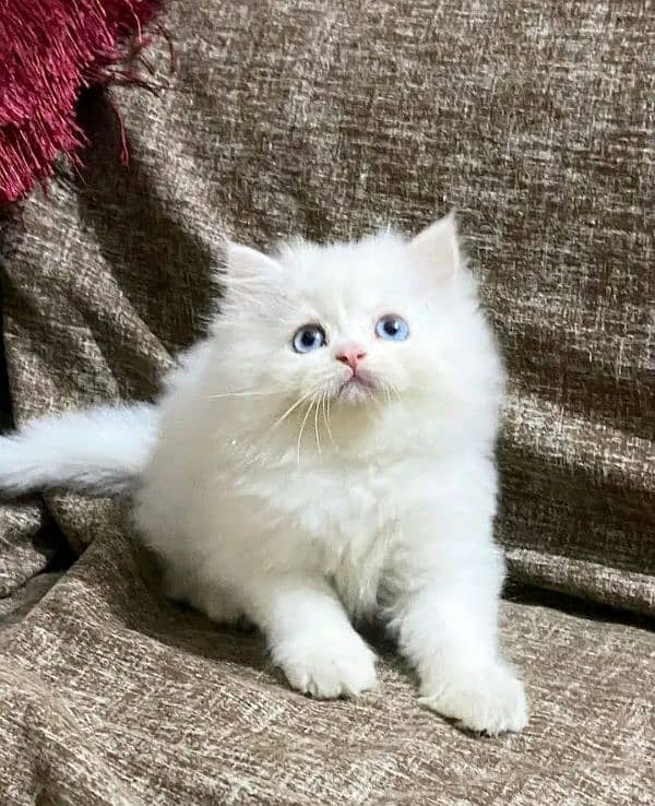 PERSIAN KITTEN FOR SALE ONLY HOME DILVERY 6