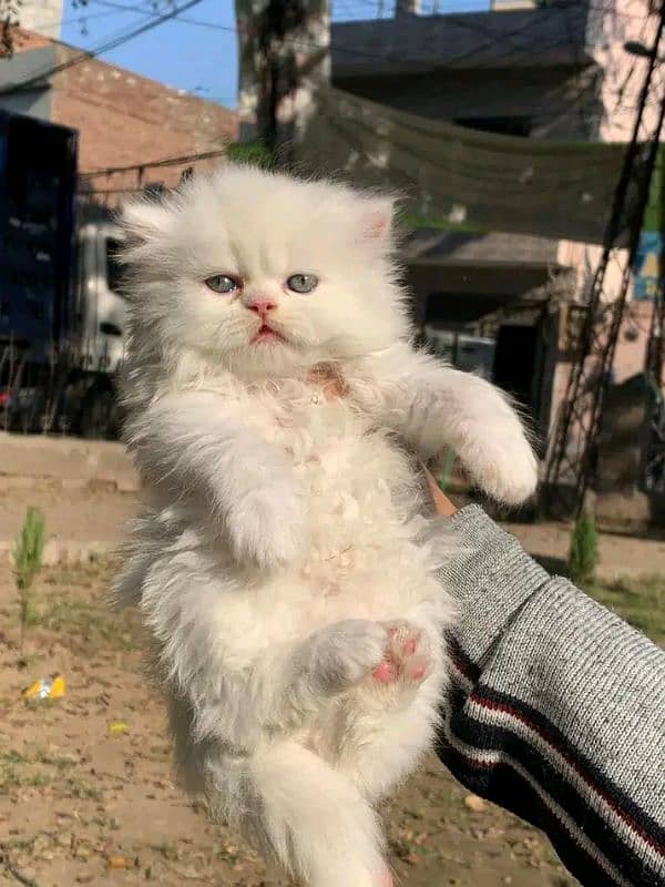 PERSIAN KITTEN FOR SALE ONLY HOME DILVERY 7