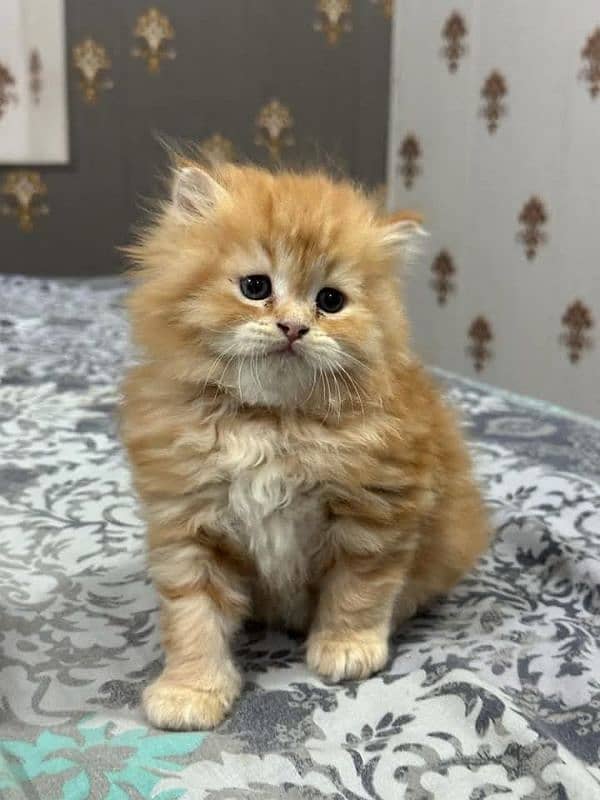 PERSIAN KITTEN FOR SALE ONLY HOME DILVERY 8