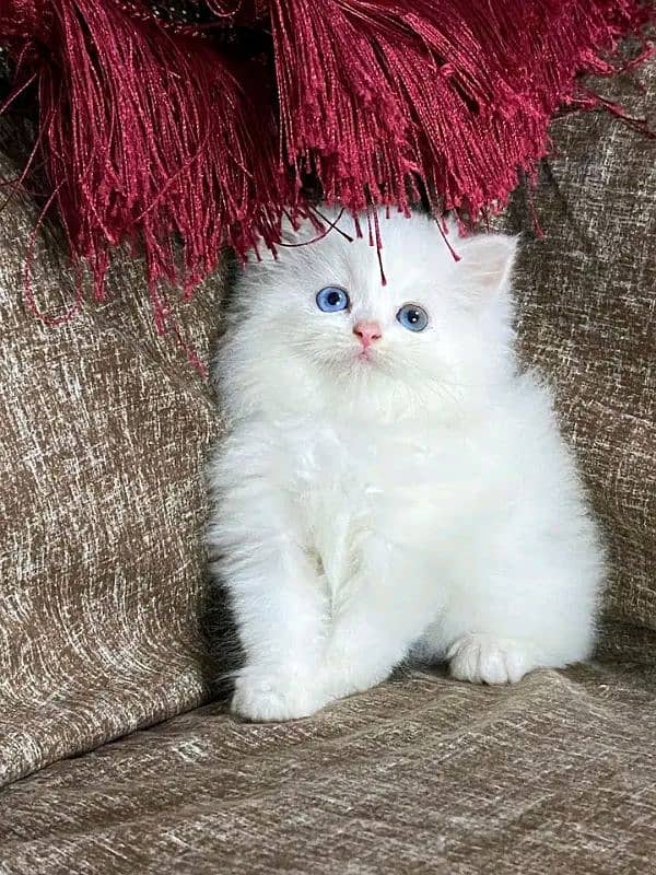 PERSIAN KITTEN FOR SALE ONLY HOME DILVERY 10