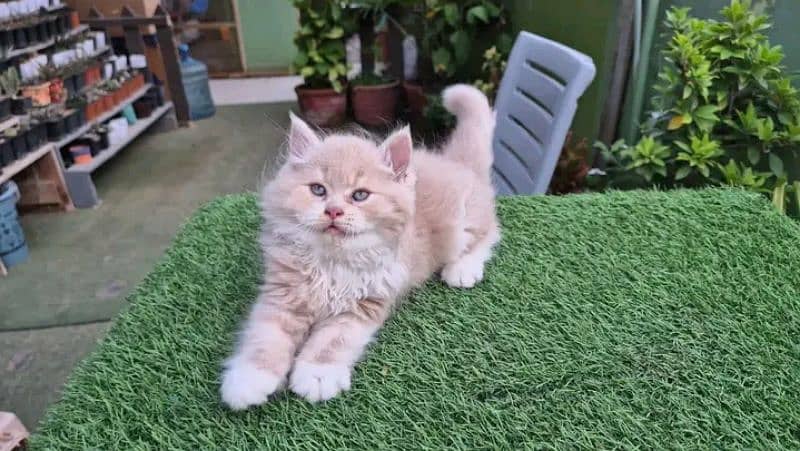 PERSIAN KITTEN FOR SALE ONLY HOME DILVERY 12