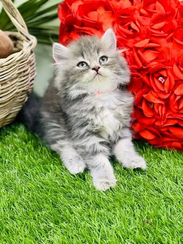 PERSIAN KITTEN FOR SALE ONLY HOME DILVERY 13