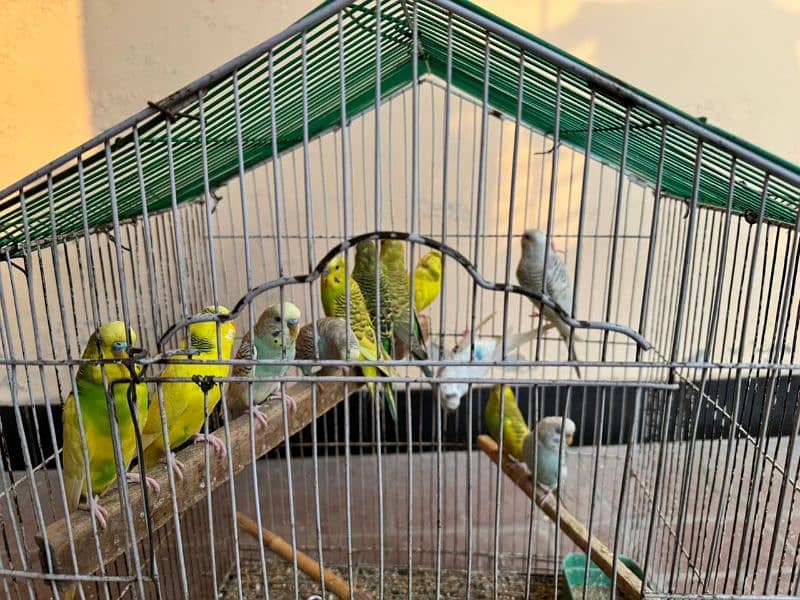 Budgies For sale 0