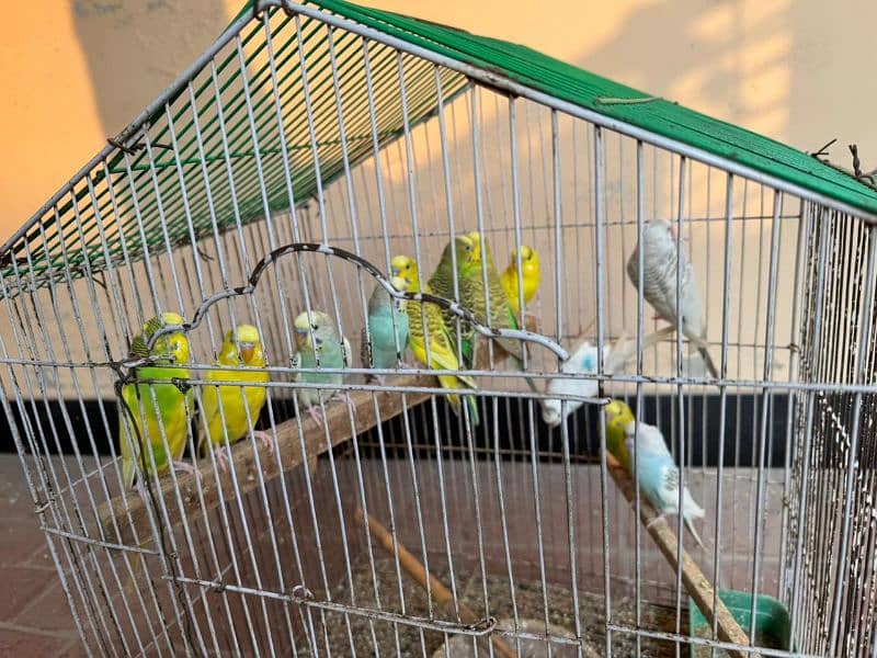 Budgies For sale 1