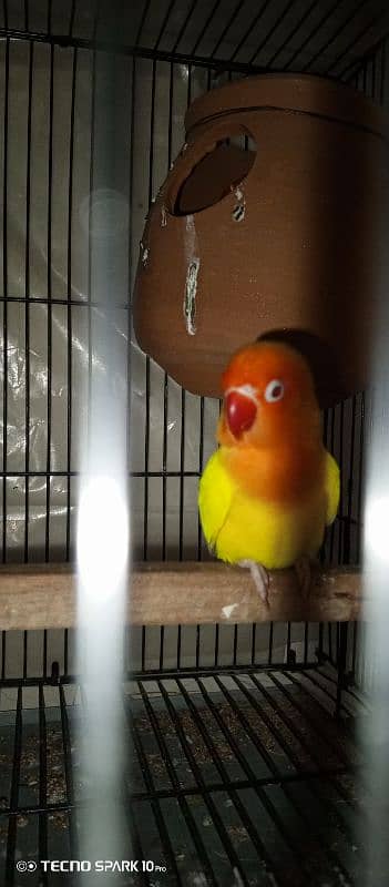 2 pair love bird red eyes full breeder pairs 0