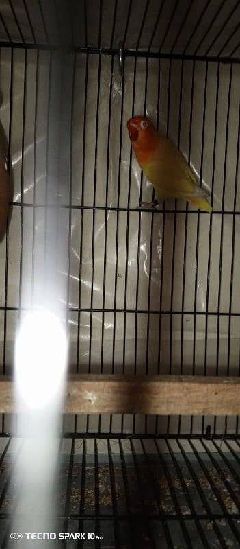 2 pair love bird red eyes full breeder pairs 1