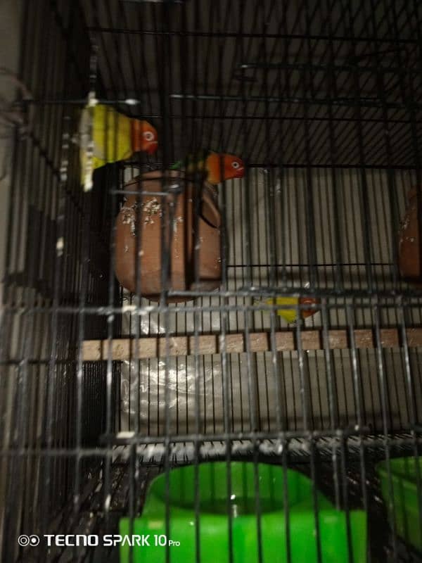 2 pair love bird red eyes full breeder pairs 2