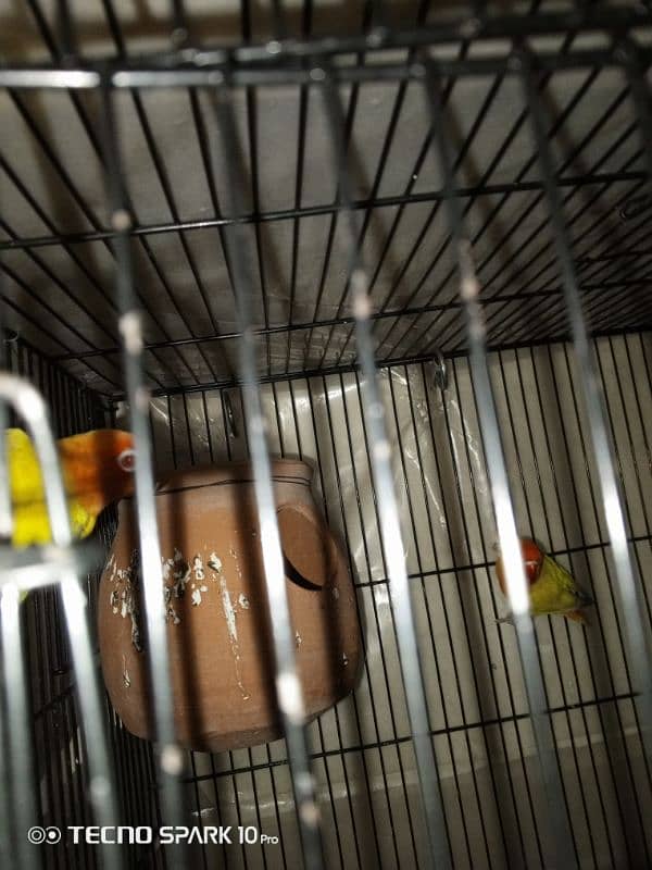 2 pair love bird red eyes full breeder pairs 3