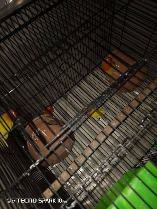 2 pair love bird red eyes full breeder pairs 4