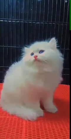 beautiful persian female kitten for sale