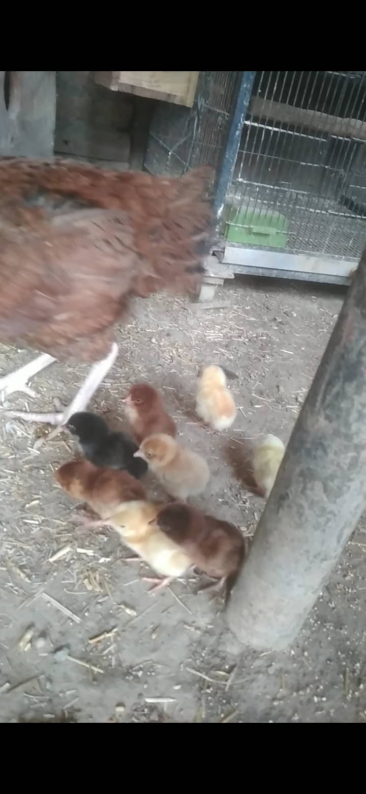 Mianwali aseel kurak murghi + aseel chicks for sale 2