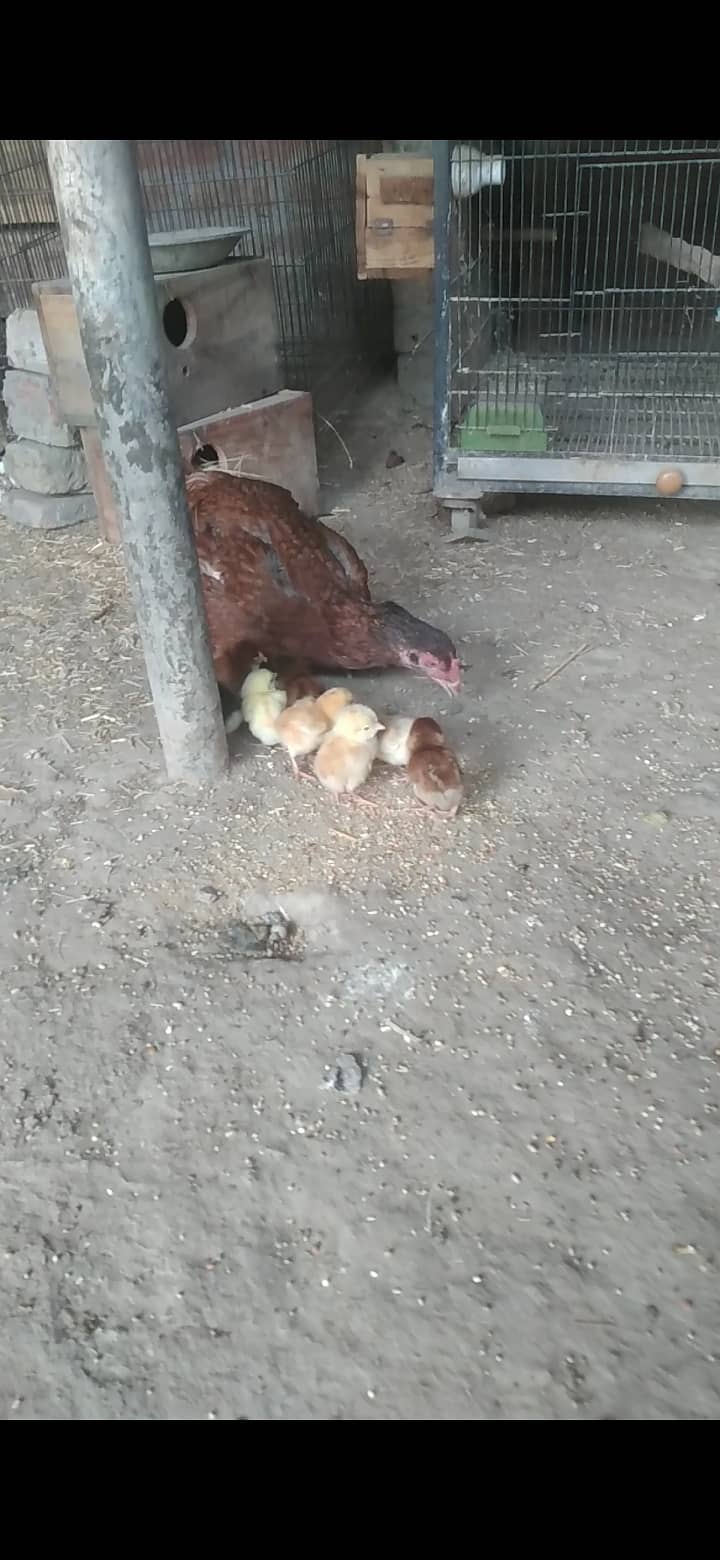 Mianwali aseel kurak murghi + aseel chicks for sale 3