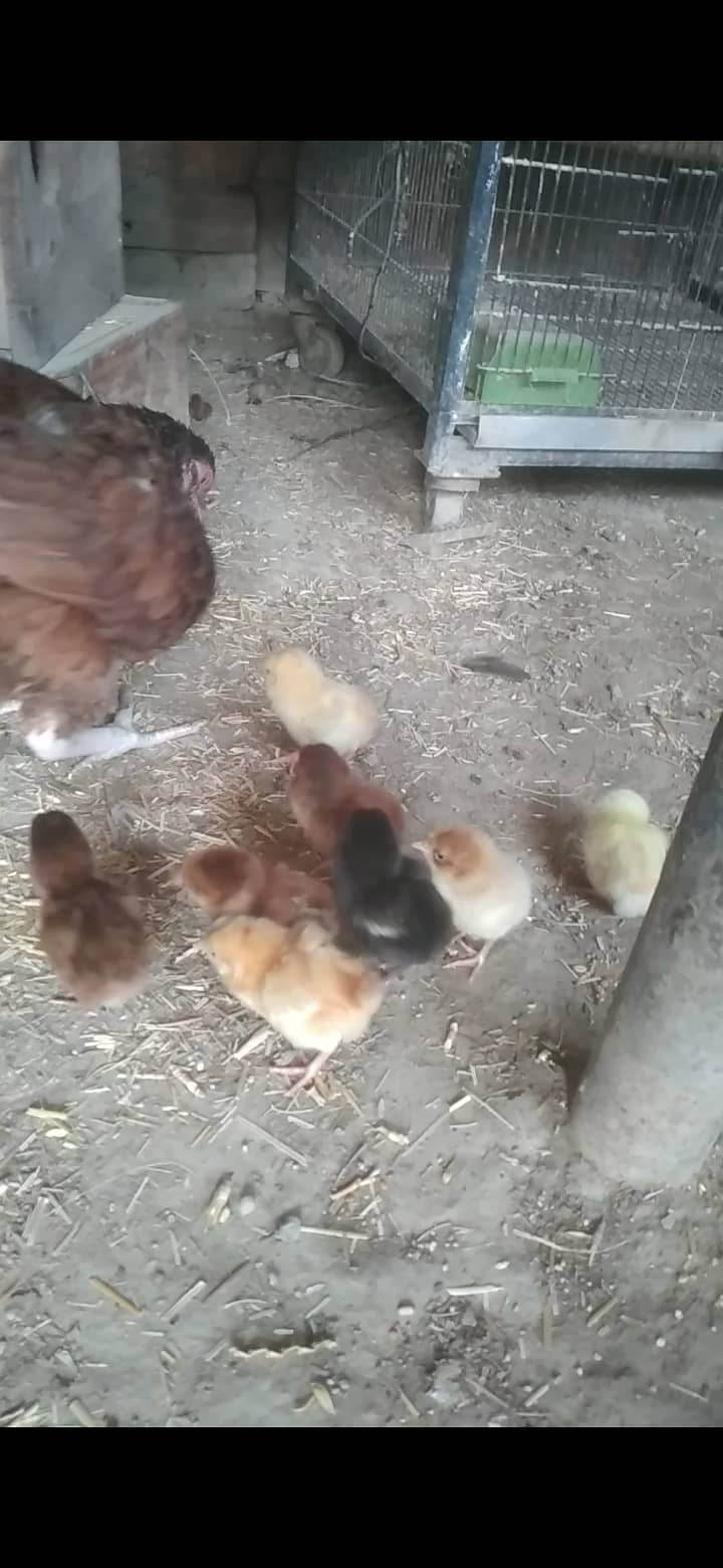 Mianwali aseel kurak murghi + aseel chicks for sale 4