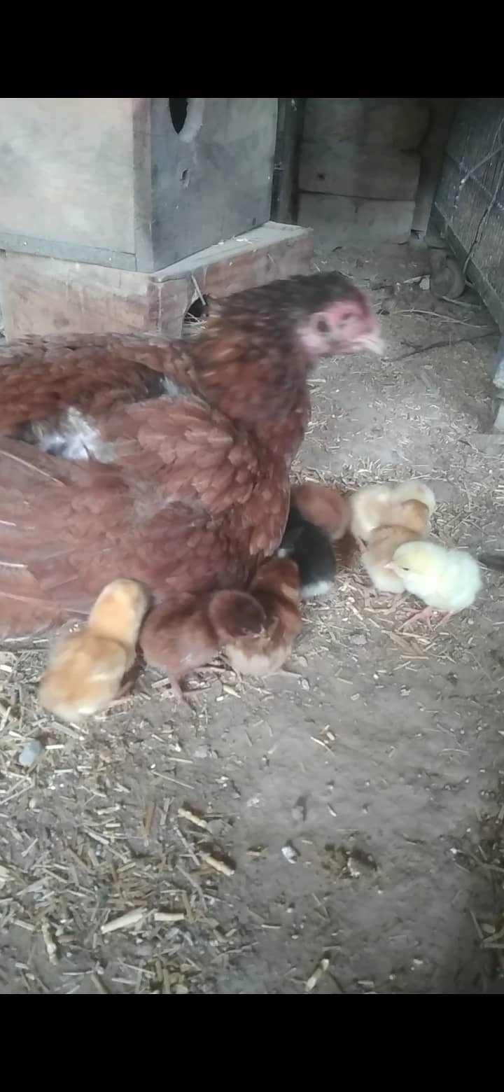 Mianwali aseel kurak murghi + aseel chicks for sale 5