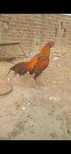 Mianwali aseel murghi + aseel chicks for sale