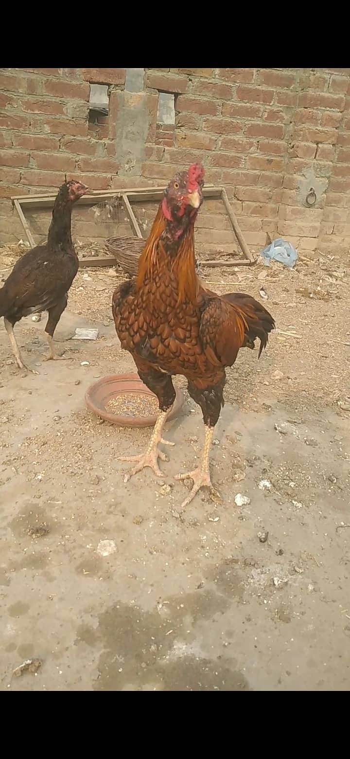 Mianwali aseel kurak murghi + aseel chicks for sale 7