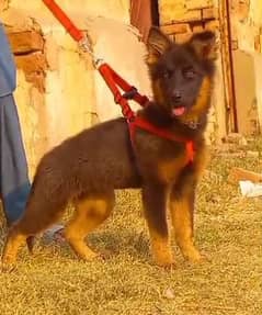 German Shepherd Female For Sale / German Shepherd Double Coat Dog