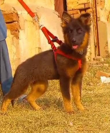 German Shepherd Female For Sale / German Shepherd Double Coat Dog 0