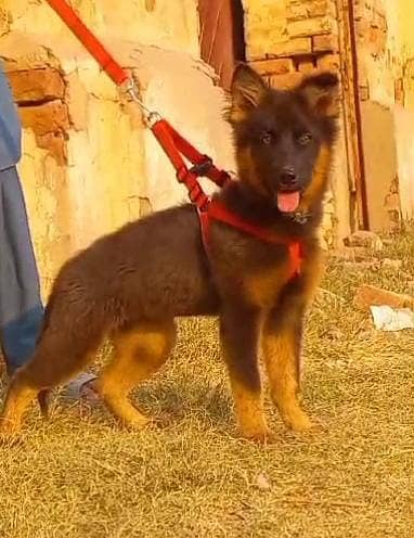 German Shepherd Female For Sale / German Shepherd Double Coat Dog 1