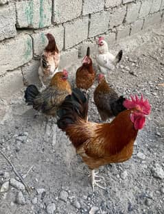 Murgi / Hens