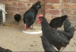 Australorp 3 Months Hens 03042062896