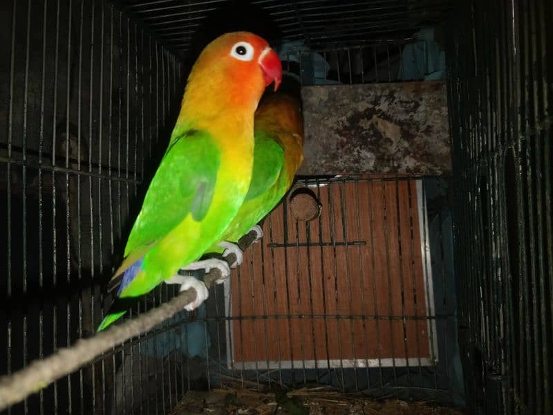 Green fisher parrot 5