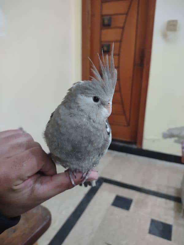 Hand Tame Cockatiel (2-3 month old) (male) 0