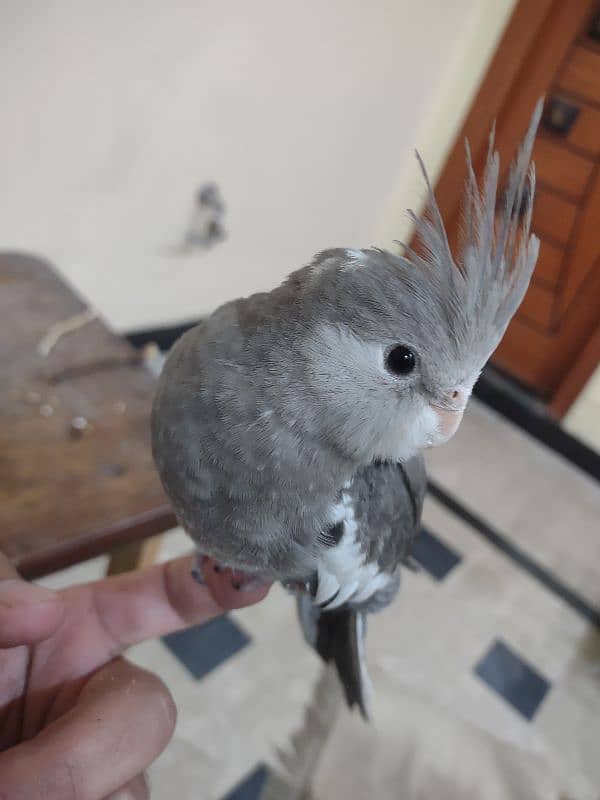 Hand Tame Cockatiel (2-3 month old) (male) 1