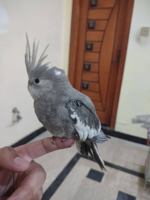 Hand Tame Cockatiel (2-3 month old) (male) 2