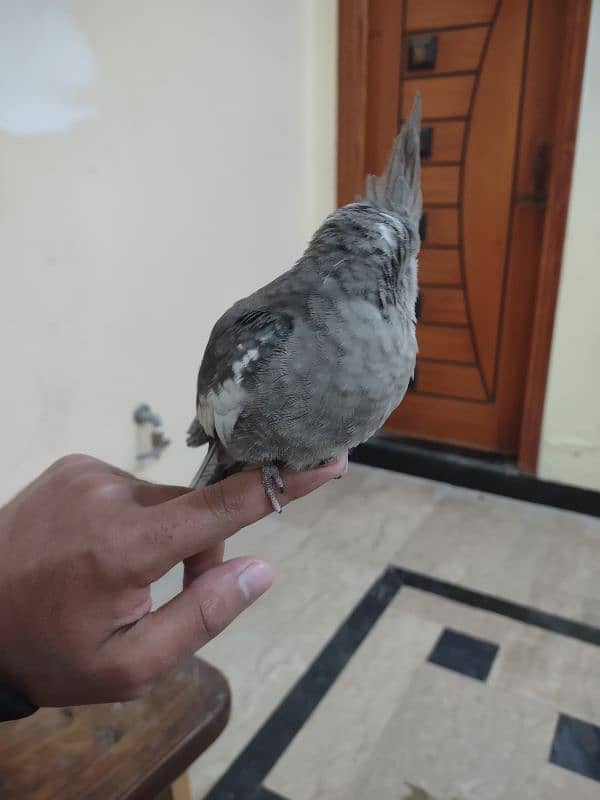 Hand Tame Cockatiel (2-3 month old) (male) 3