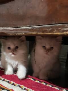 2 persian Male for sale age 1 month