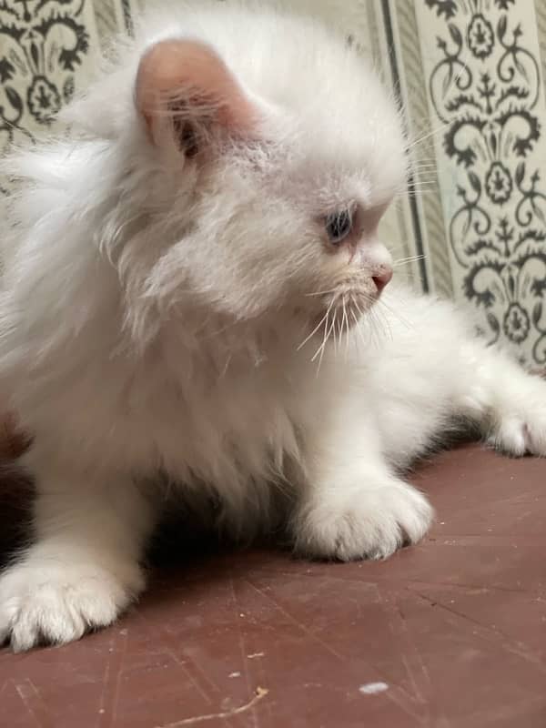 2 persian Male for sale age 1 month 1