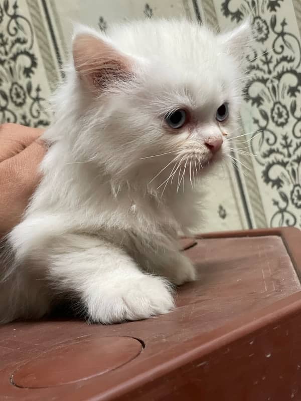 2 persian Male for sale age 1 month 2