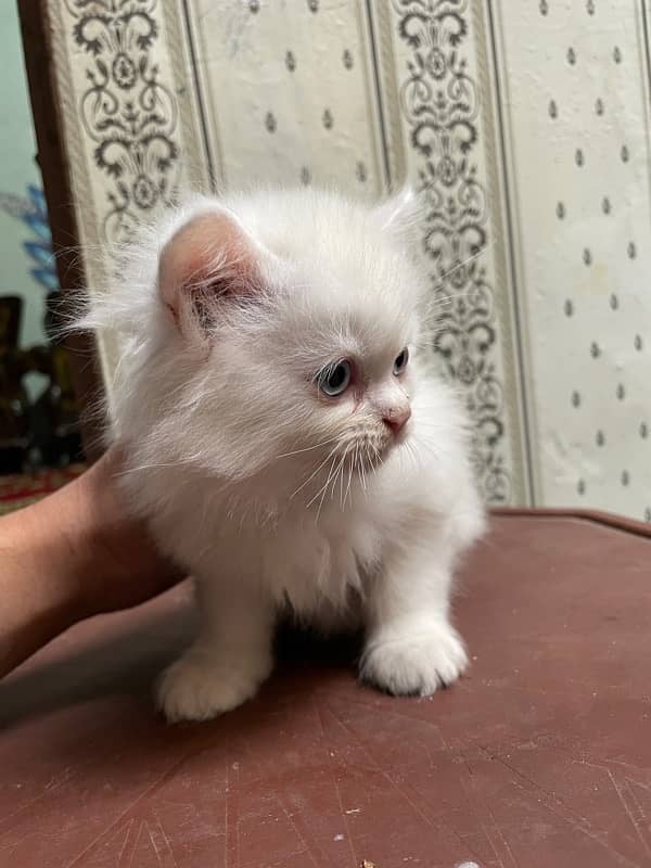 2 persian Male for sale age 1 month 3