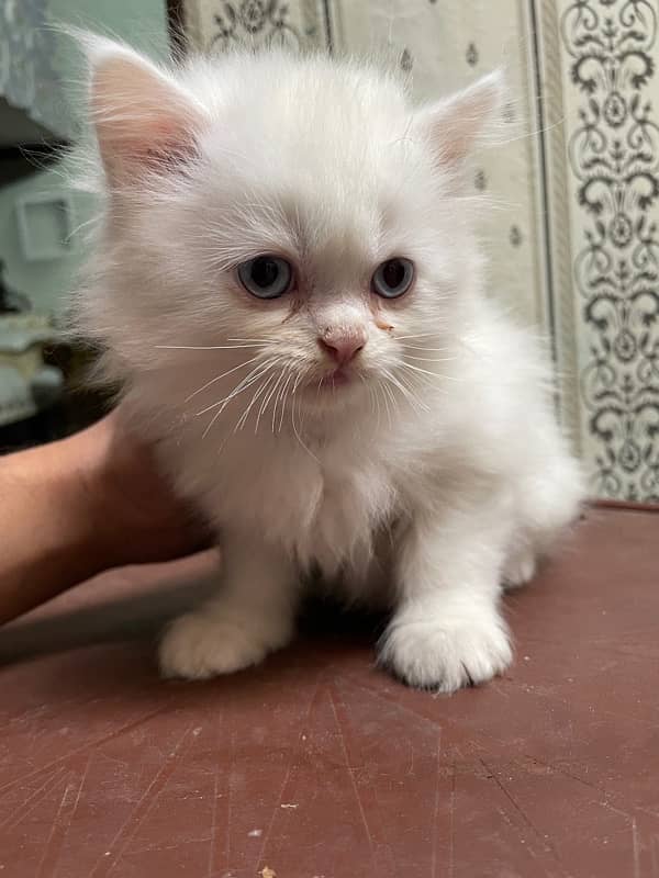 2 persian Male for sale age 1 month 4