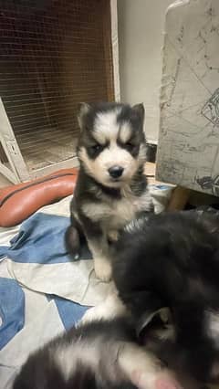 Siberian Husky Puppies