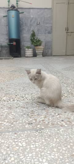 Beautiful Ragdoll male kitten