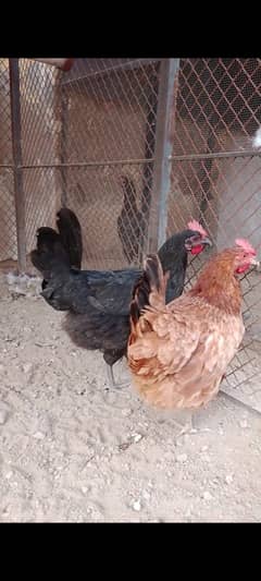 1 male 2 female desi starter hens available