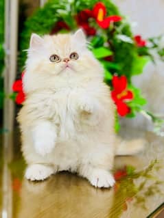 Persian Kittens | Punch Face | Triple Coated | Kittens |  male |female