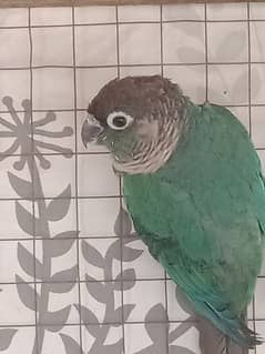 blue Chic conure