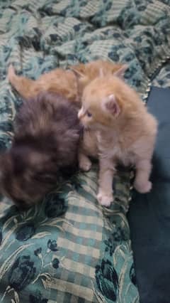 kittens available for sale