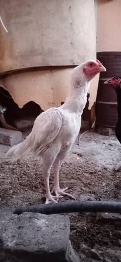 Heera pure male white nok nali