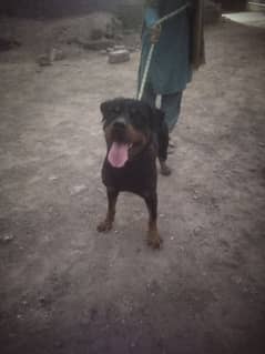 top quality rottweiler male for crossing