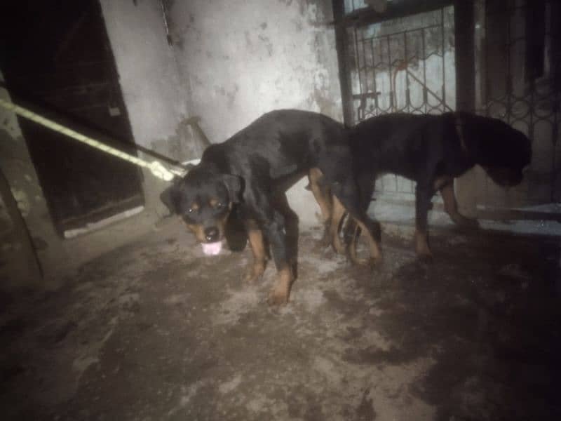 top quality rottweiler male for crossing 3