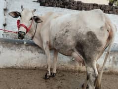 for sale cow