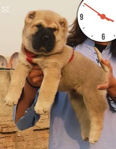 Kurdish Kangal Male Dog / Kurdish Kangal security Dog For Sale