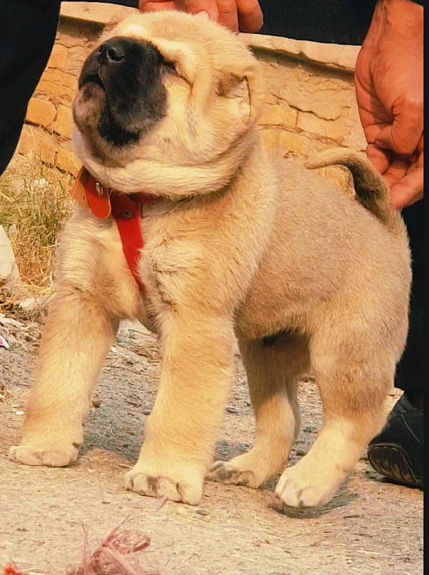 Kurdish Kangal Male Dog / Kurdish Kangal security Dog For Sale 1