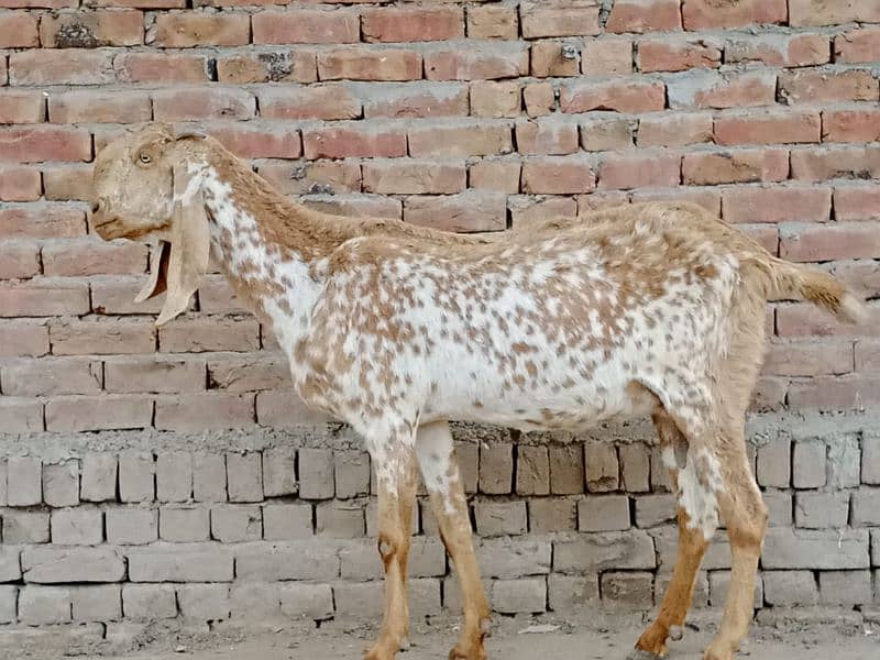 pregnant goats for sale 0